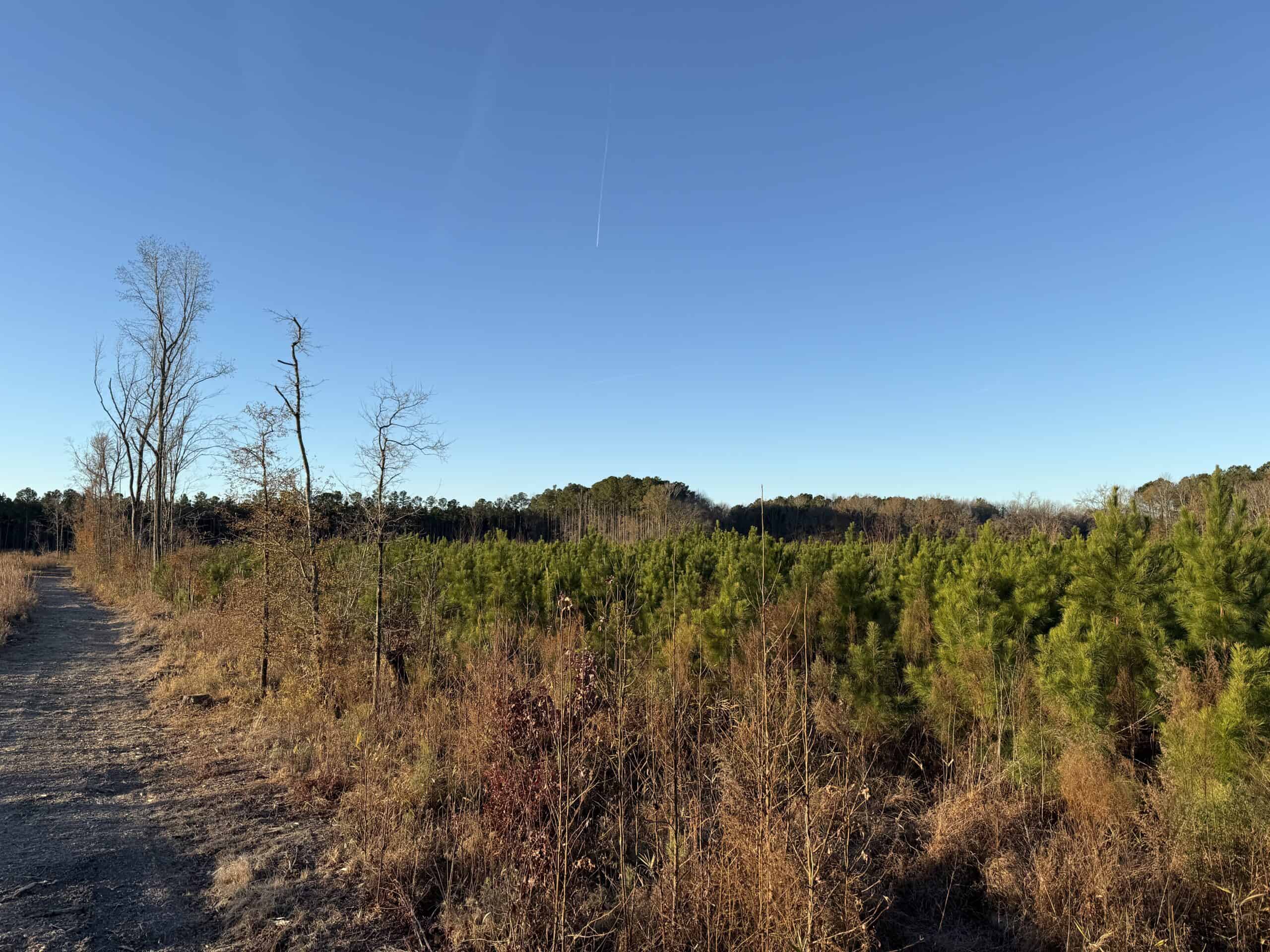 51-Acre Timber & Hunting Tract on Blounts Creek, NC