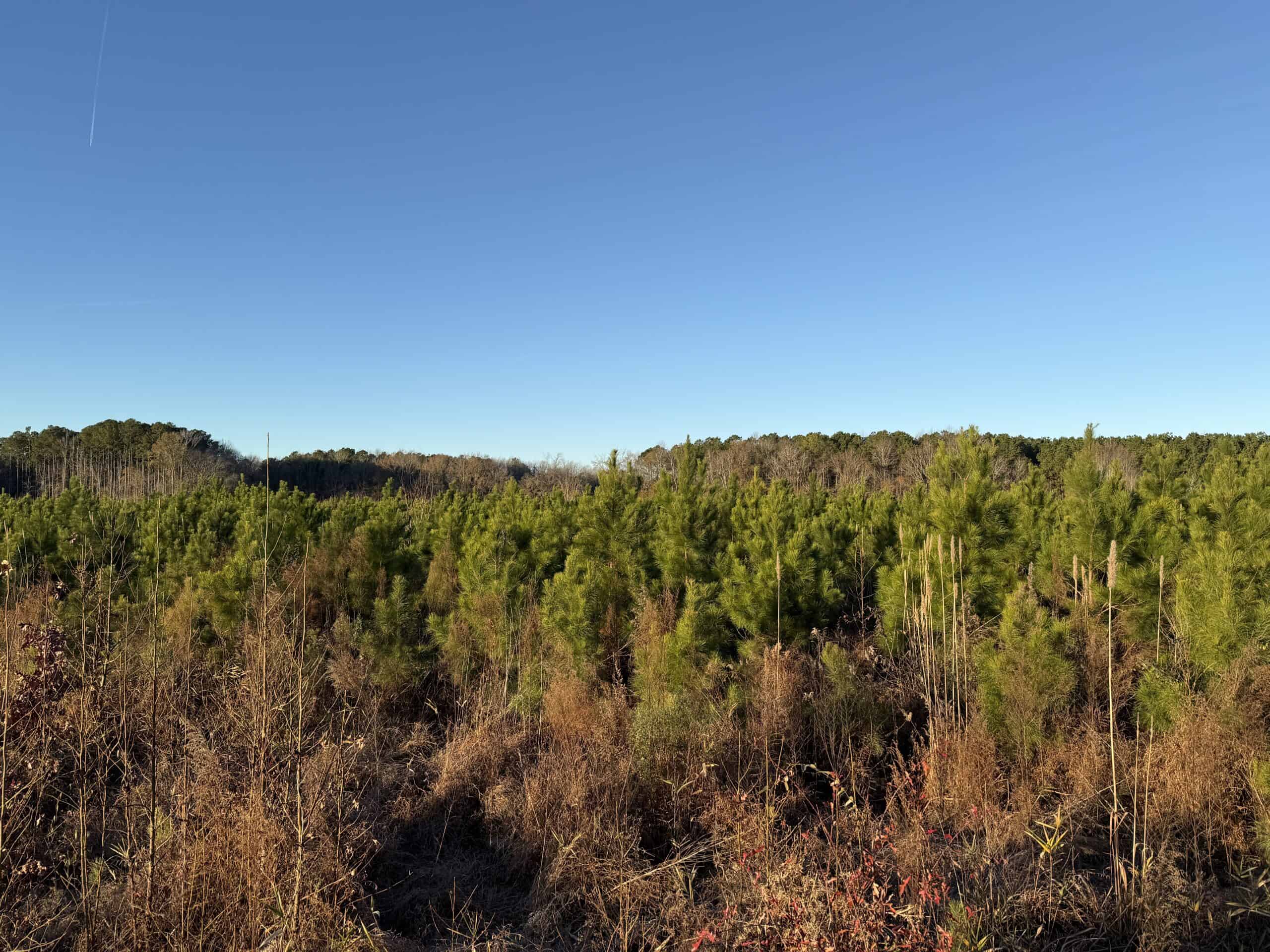 51-Acre Timber & Hunting Tract on Blounts Creek, NC