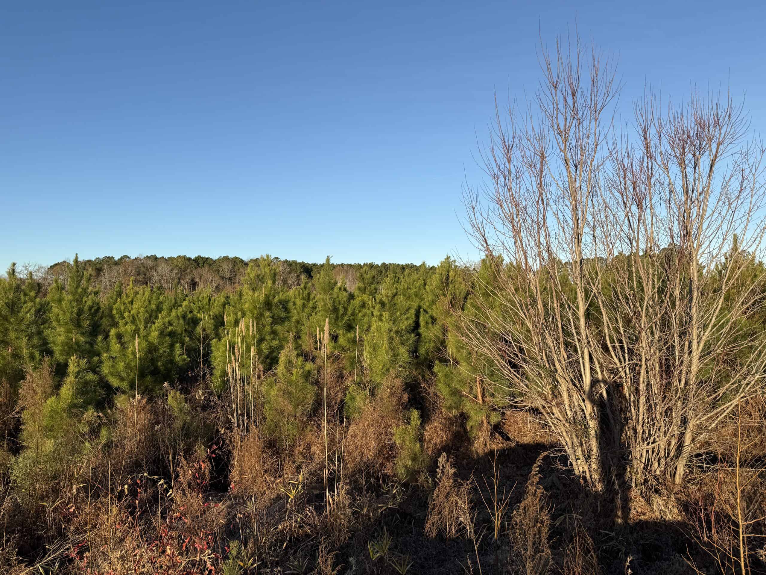 51-Acre Timber & Hunting Tract on Blounts Creek, NC