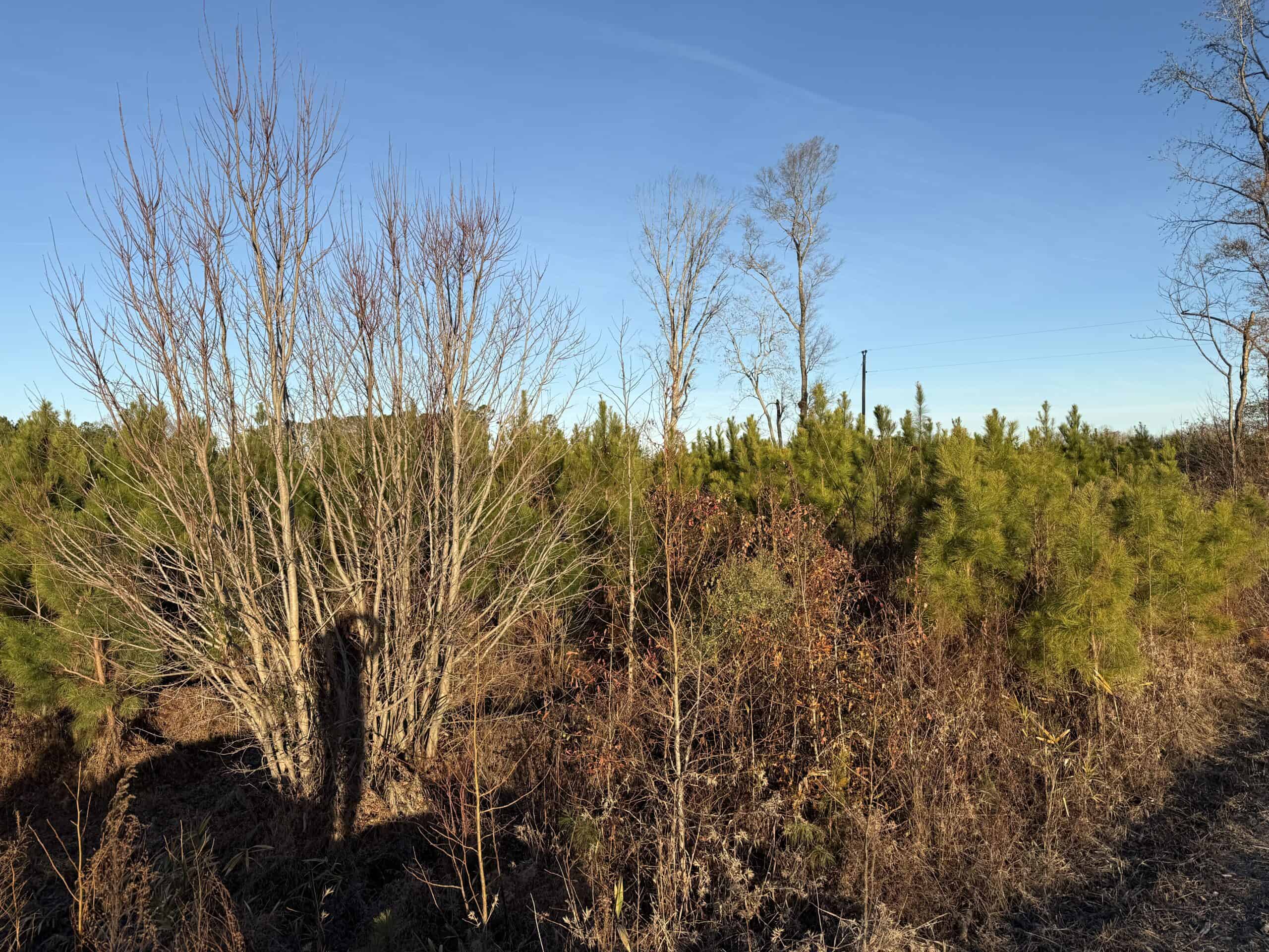 51-Acre Timber & Hunting Tract on Blounts Creek, NC