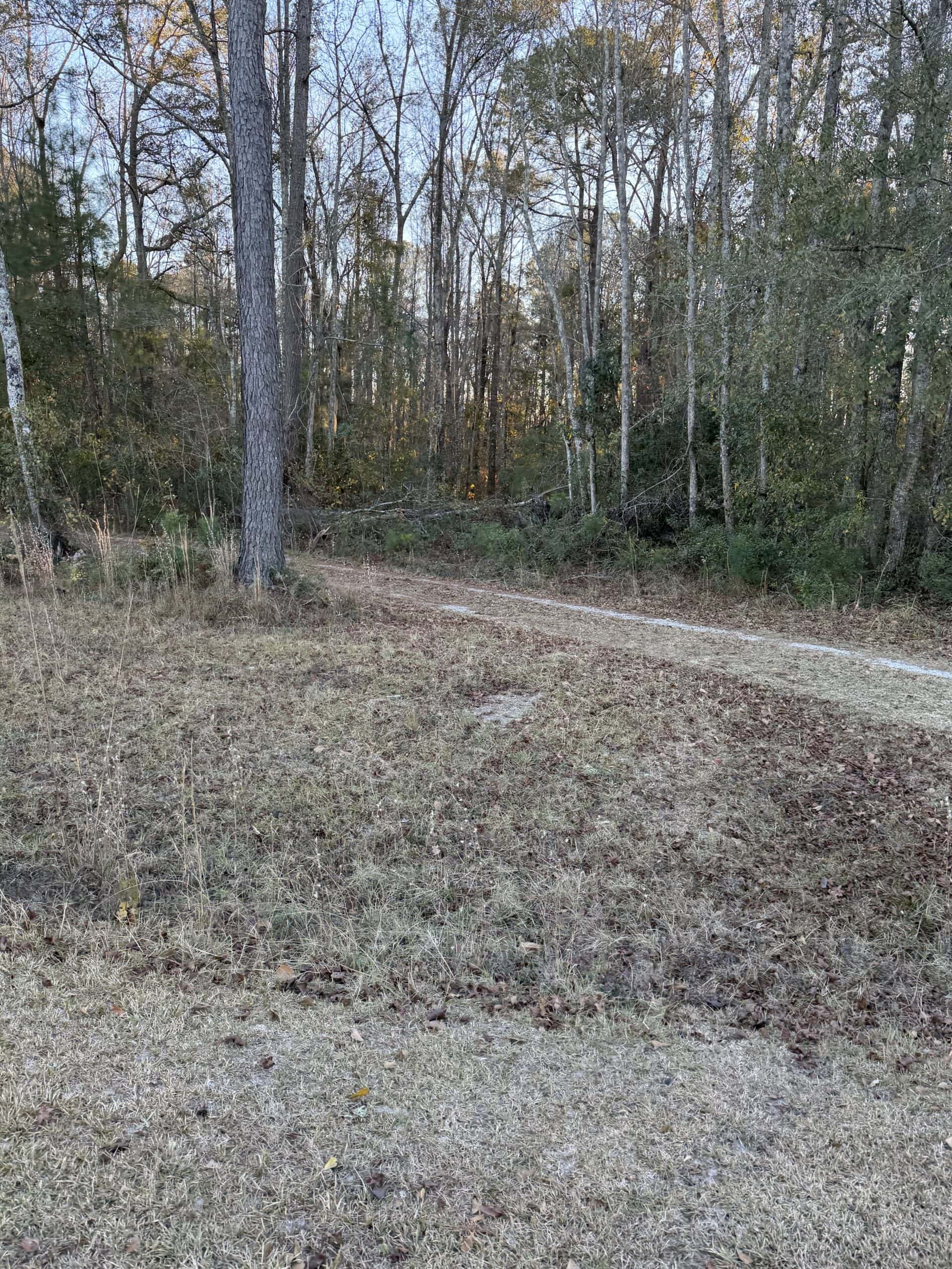Nestled right in the heart of Hampton County, this 8-acre parcel is a wooded haven!