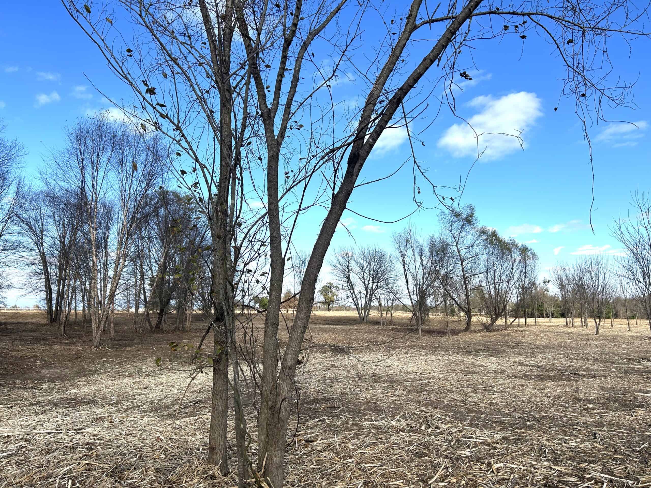 Private Unrestricted Land Near Paris, TX – With Electric