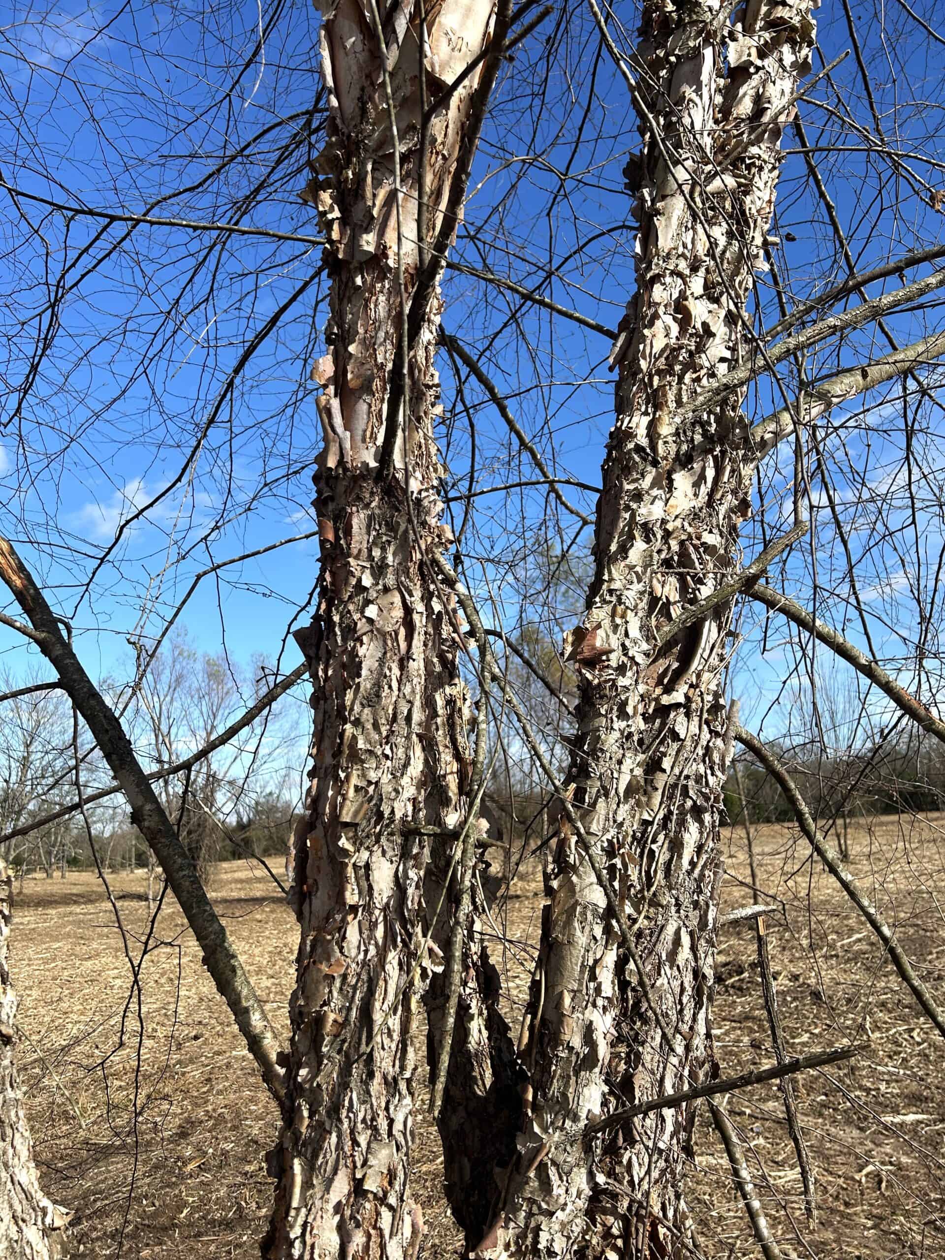 Private Unrestricted Land Near Paris, TX – With Electric