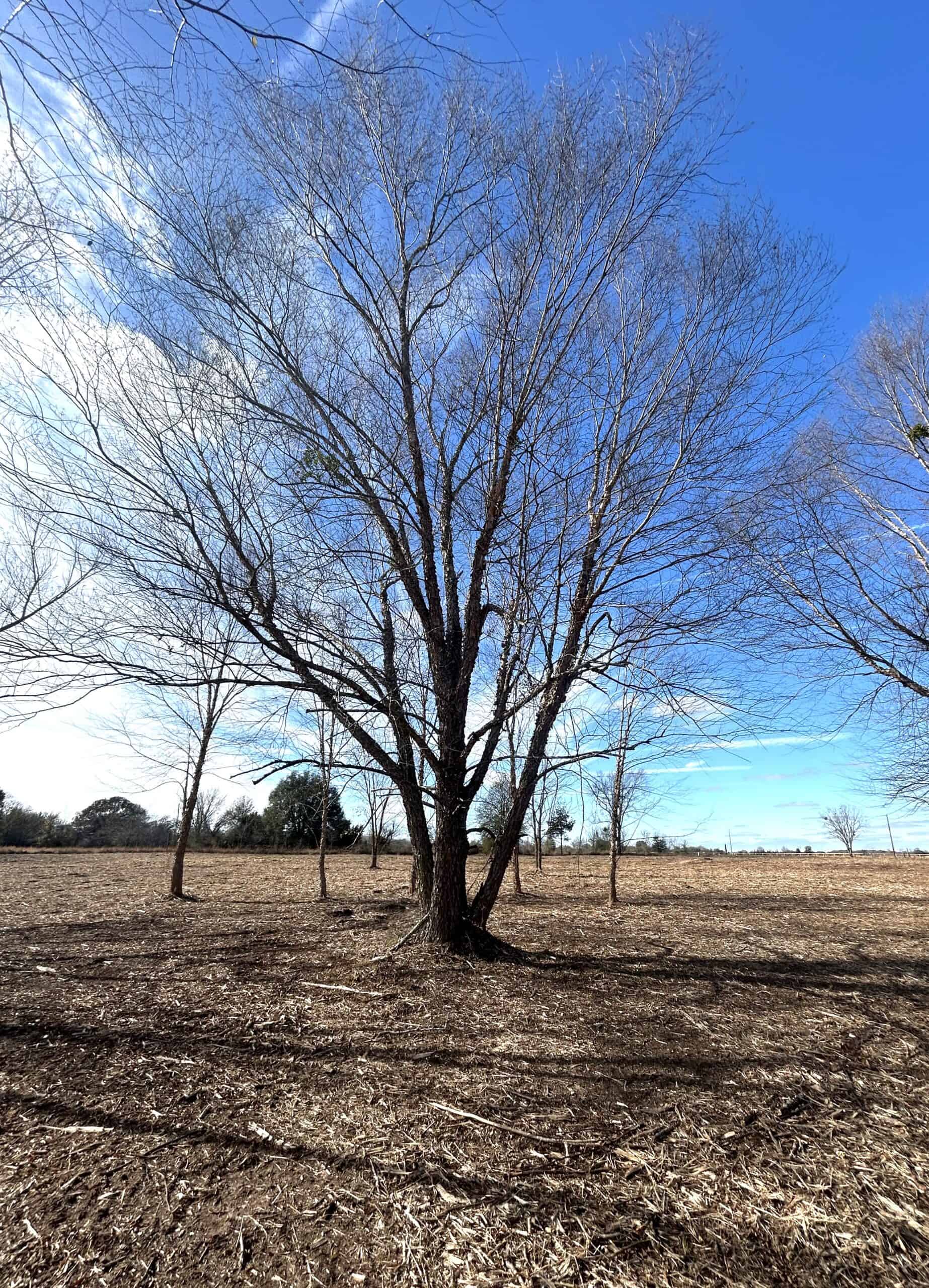 Private Unrestricted Land Near Paris, TX – With Electric
