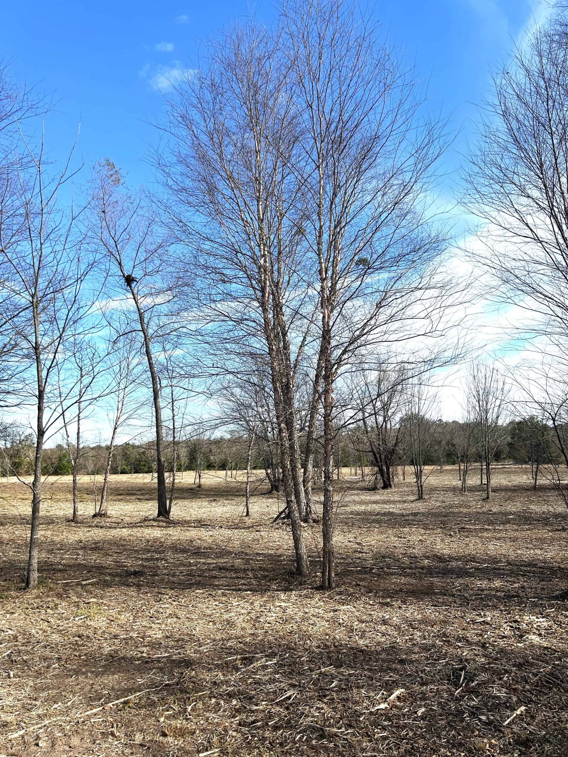 Private Unrestricted Land Near Paris, TX – With Electric