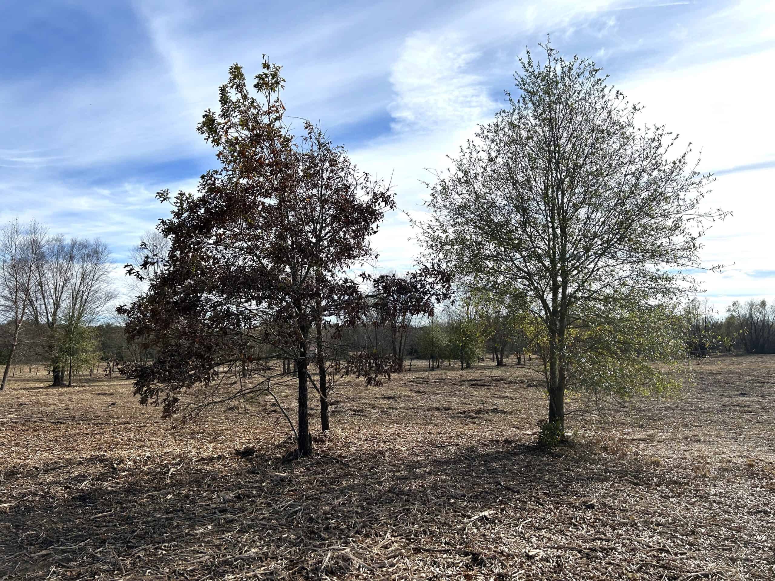 Private Unrestricted Land Near Paris, TX – With Electric