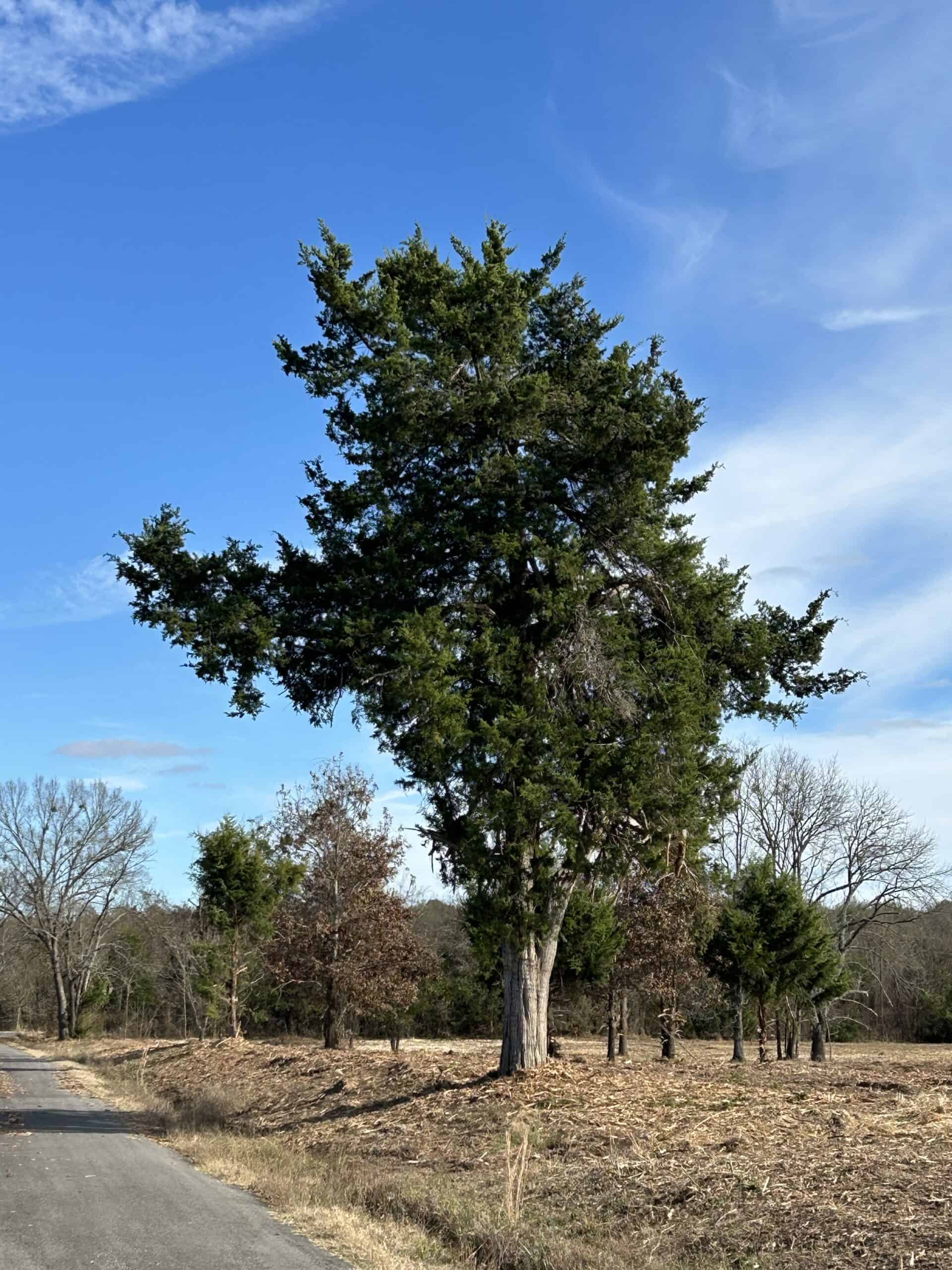 Private Unrestricted Land Near Paris, TX – With Electric