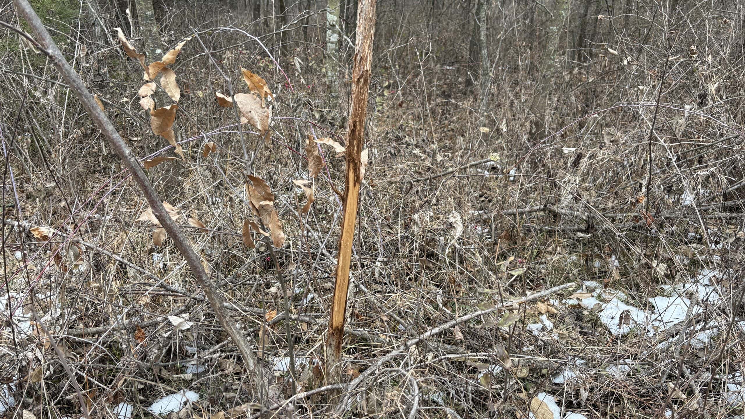 NW MO Hunting Paradise For Sale