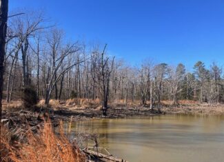 80 Acres For Sale in the Ozark Mountains.