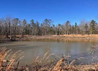 80 Acres For Sale in the Ozark Mountains.