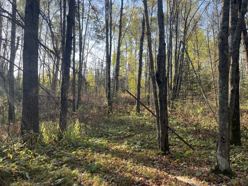 20 Acre Hunting Property w/ Quonset Shack For Sale in Kerrick MN