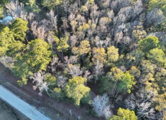 Nestled right in the heart of Hampton County, this 8-acre parcel is a wooded haven!
