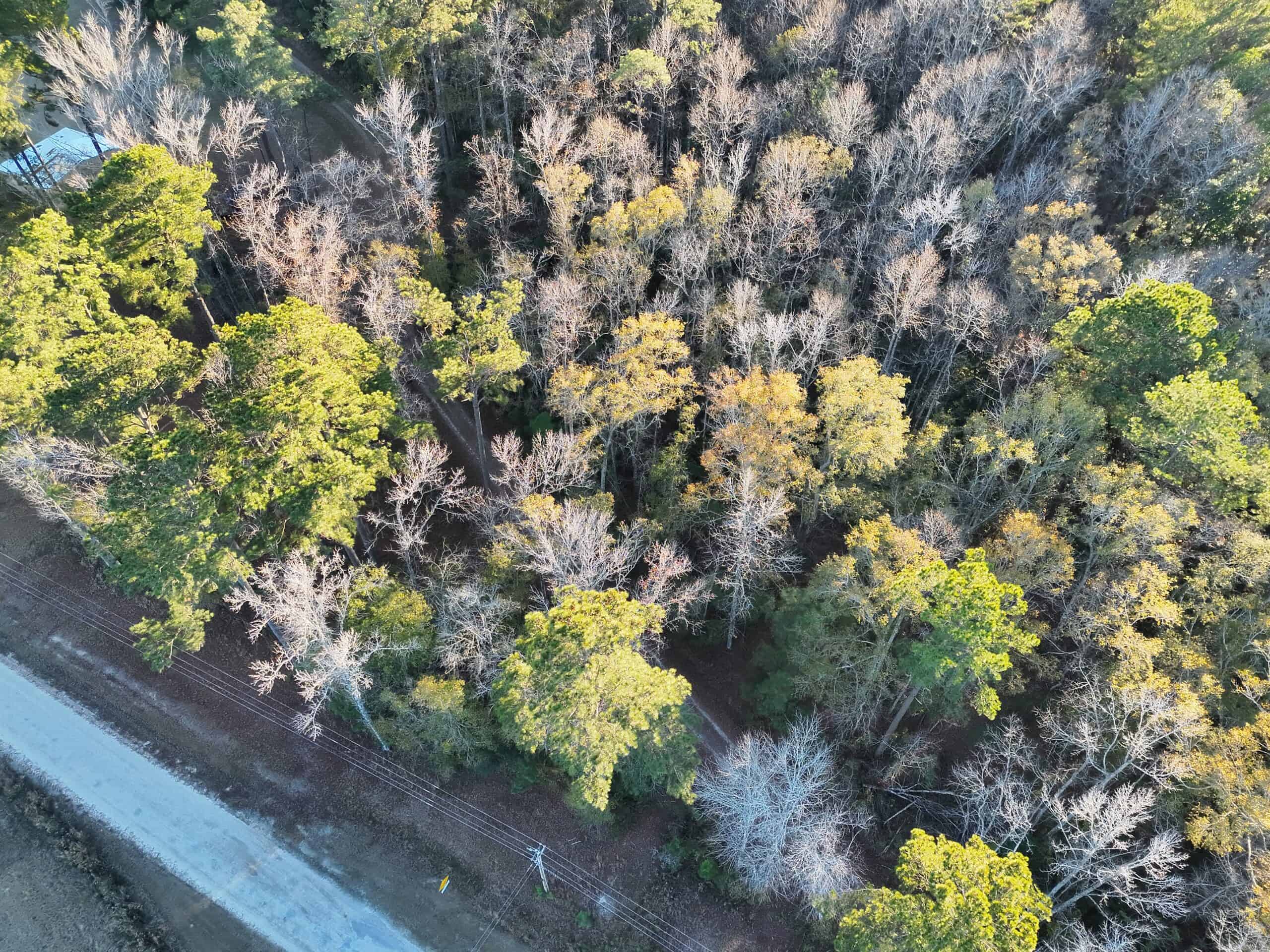 Nestled right in the heart of Hampton County, this 8-acre parcel is a wooded haven!
