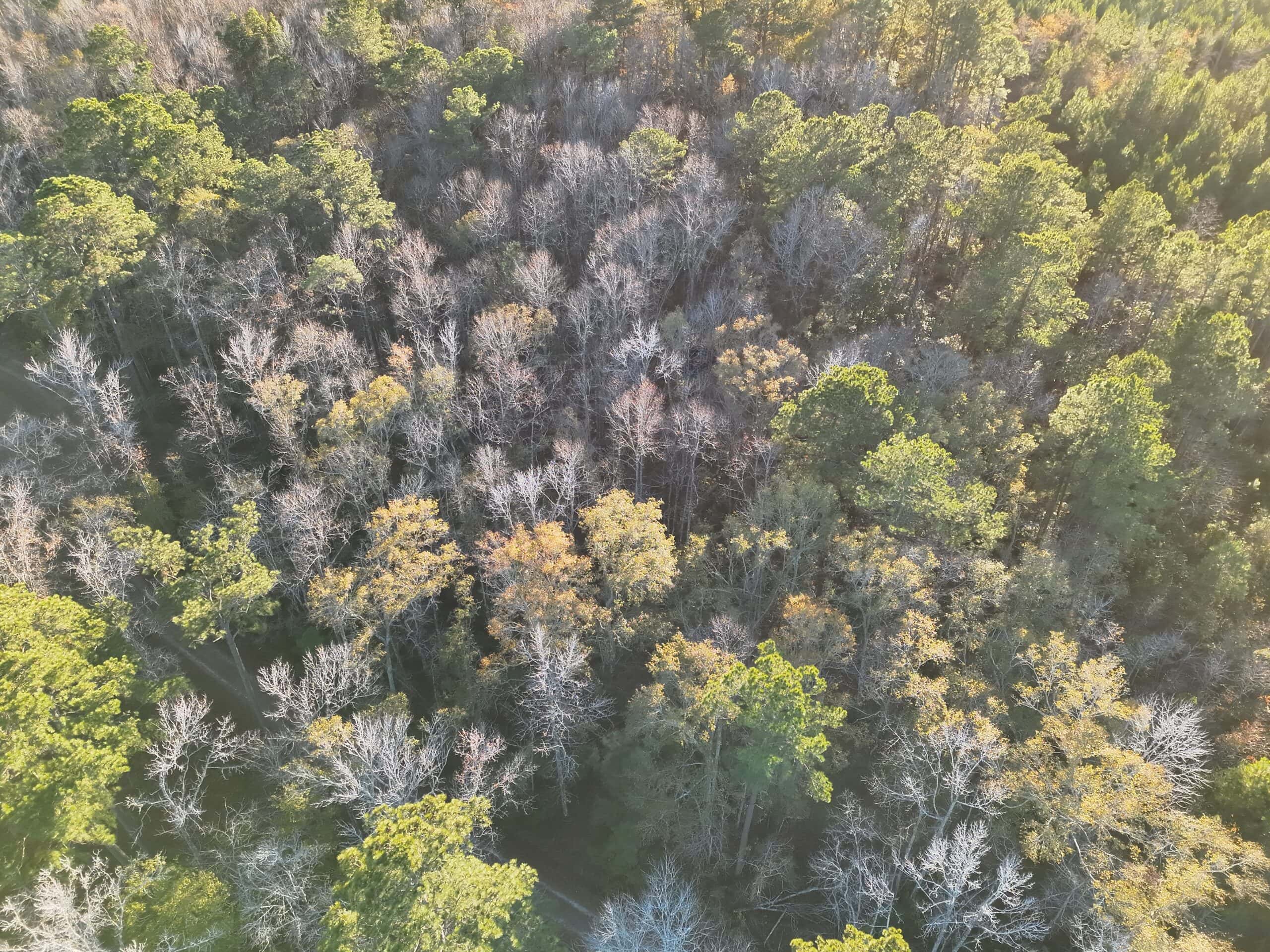 Nestled right in the heart of Hampton County, this 8-acre parcel is a wooded haven!