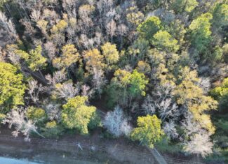 Nestled right in the heart of Hampton County, this 8-acre parcel is a wooded haven!