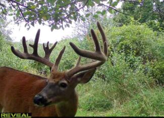 Driftless Trophy Whitetail Legacy Farm – Proven Big Buck Property with Prime Ag & Timber in Richland County, WI