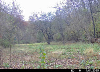 Prime Crawford County Hunting Land with Electric & Legendary Big Buck Potential