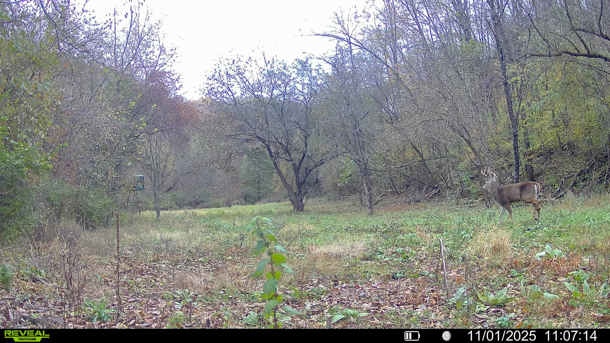 Prime Crawford County Hunting Land with Electric & Legendary Big Buck Potential