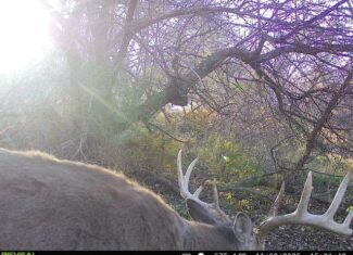Driftless Trophy Whitetail Legacy Farm – Proven Big Buck Property with Prime Ag & Timber in Richland County, WI