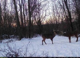 Driftless Trophy Whitetail Legacy Farm – Proven Big Buck Property with Prime Ag & Timber in Richland County, WI