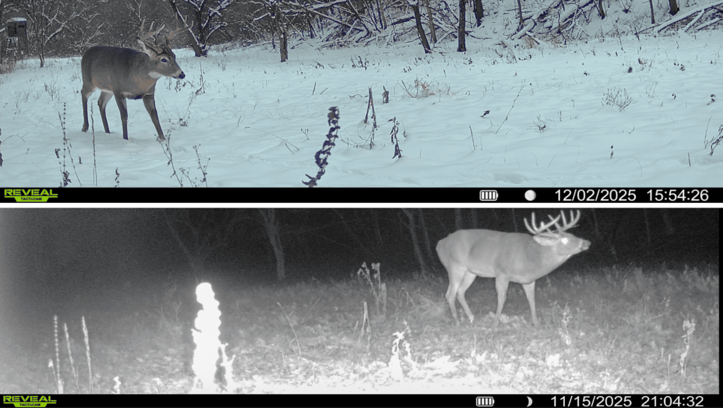 Prime Crawford County Hunting Land with Electric & Legendary Big Buck Potential