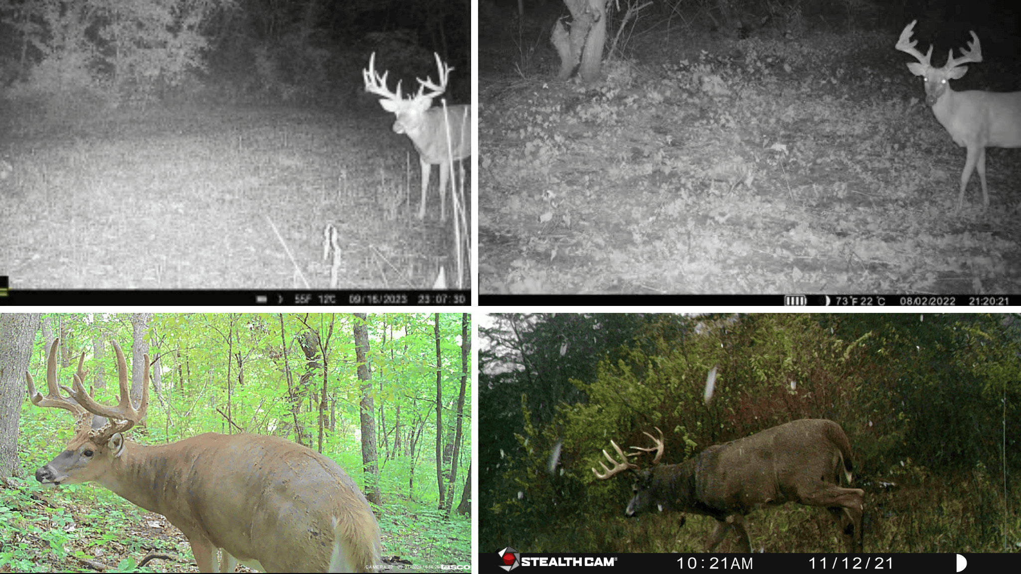 Prime Crawford County Hunting Land with Electric & Legendary Big Buck Potential