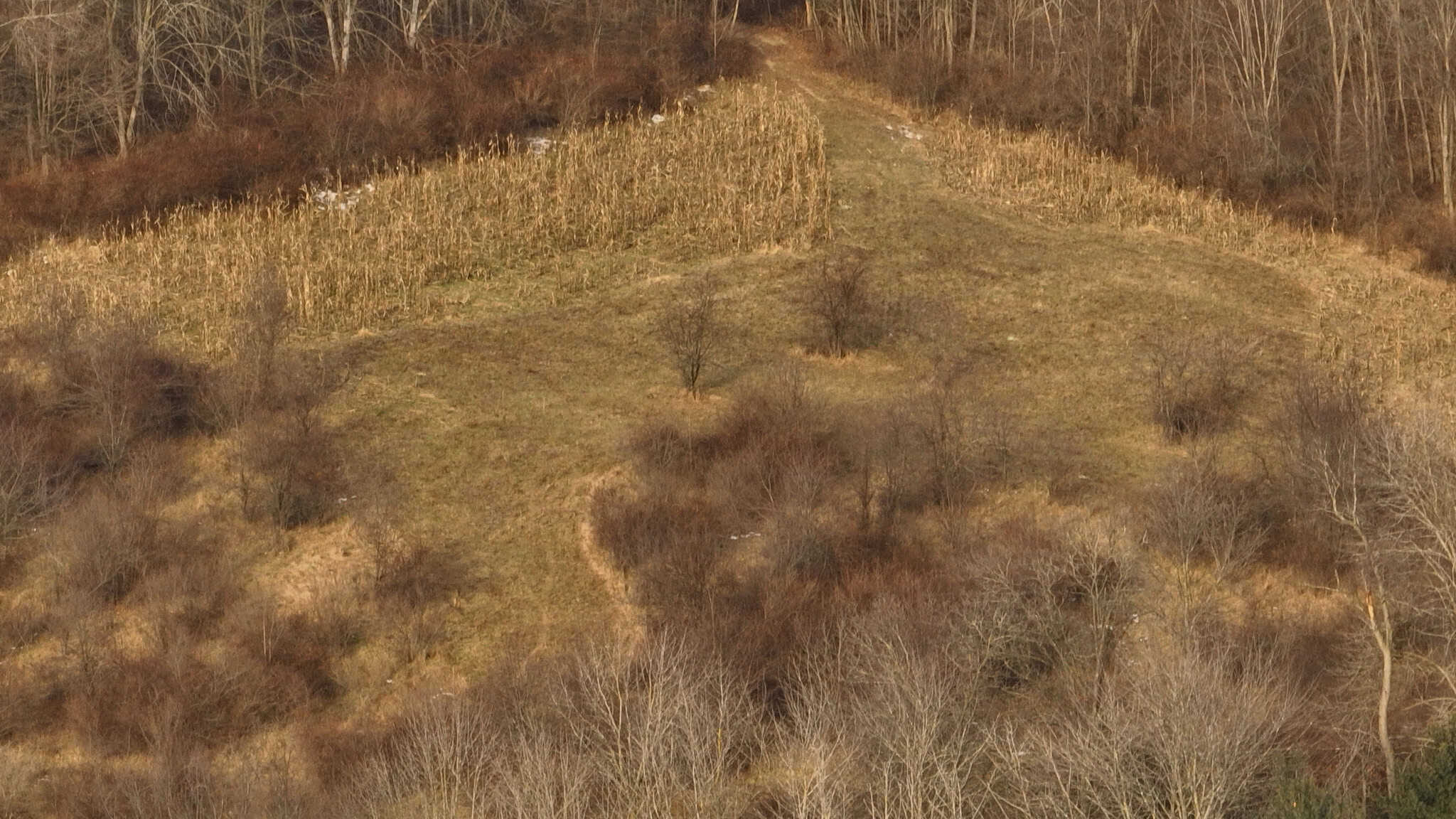 Driftless Trophy Whitetail Legacy Farm – Proven Big Buck Property with Prime Ag & Timber in Richland County, WI