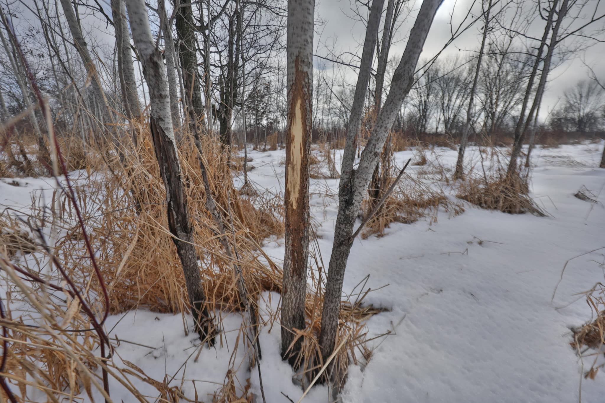 159.54 Acre Adams County property Near Nekoosa, WI