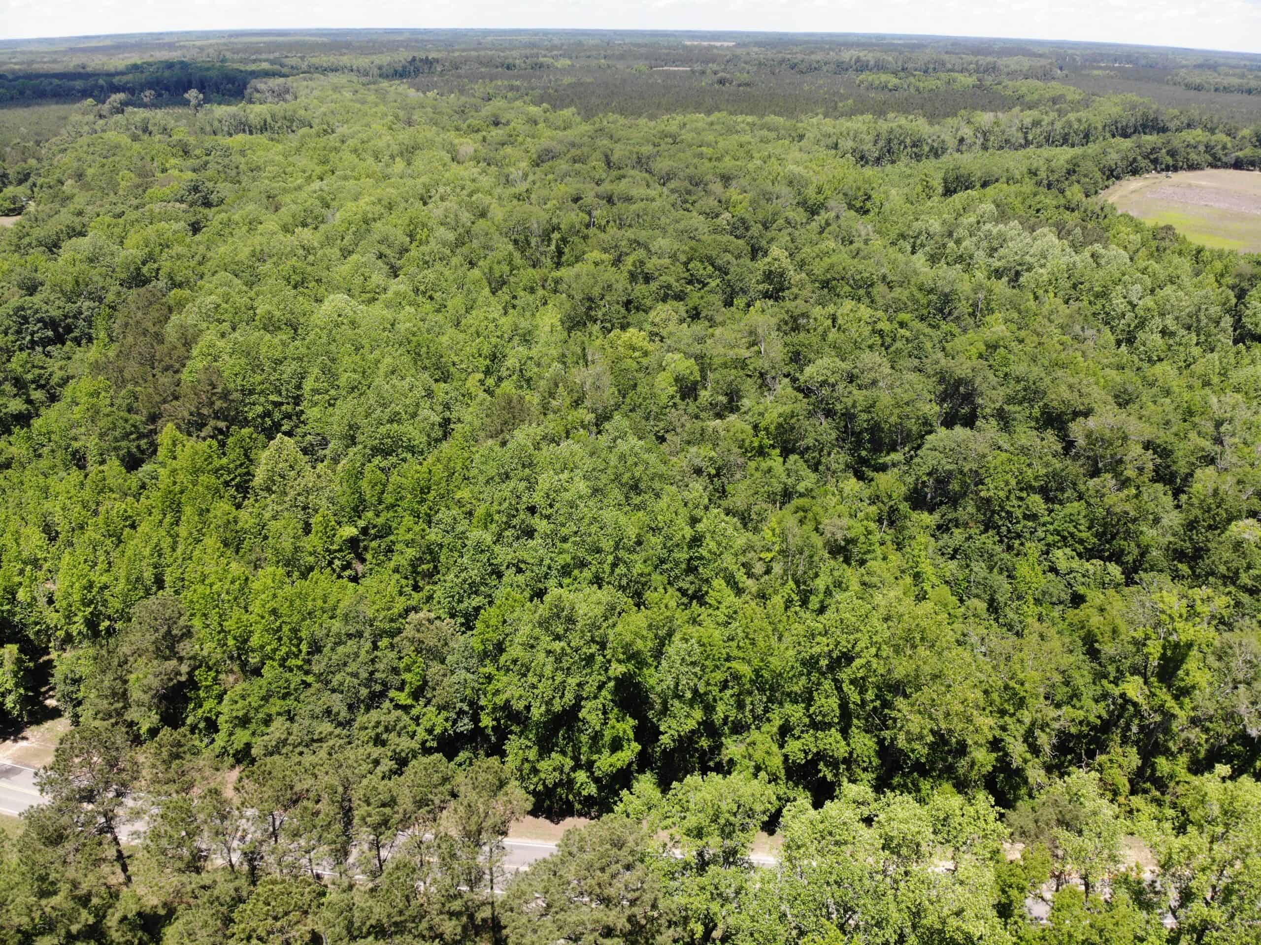 Situated along the scenic Jackson Branch in Allendale Cty is 98+/- acres