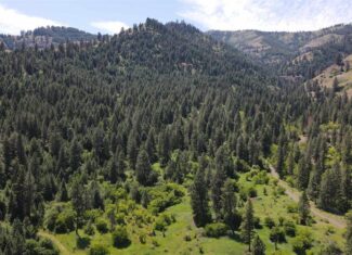 Timbered Hunting & Recreational Paradise in White Bird, ID – Prime Buildable Acreage