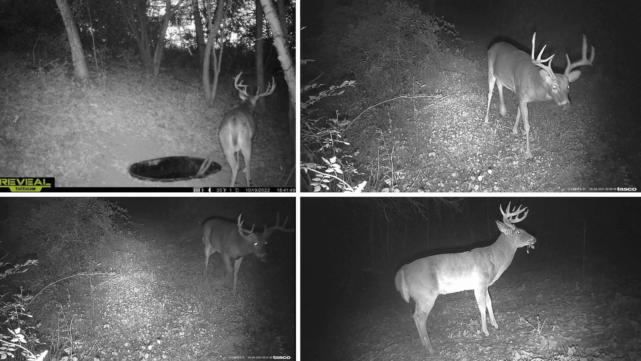 Prime Crawford County Hunting Land with Electric & Legendary Big Buck Potential