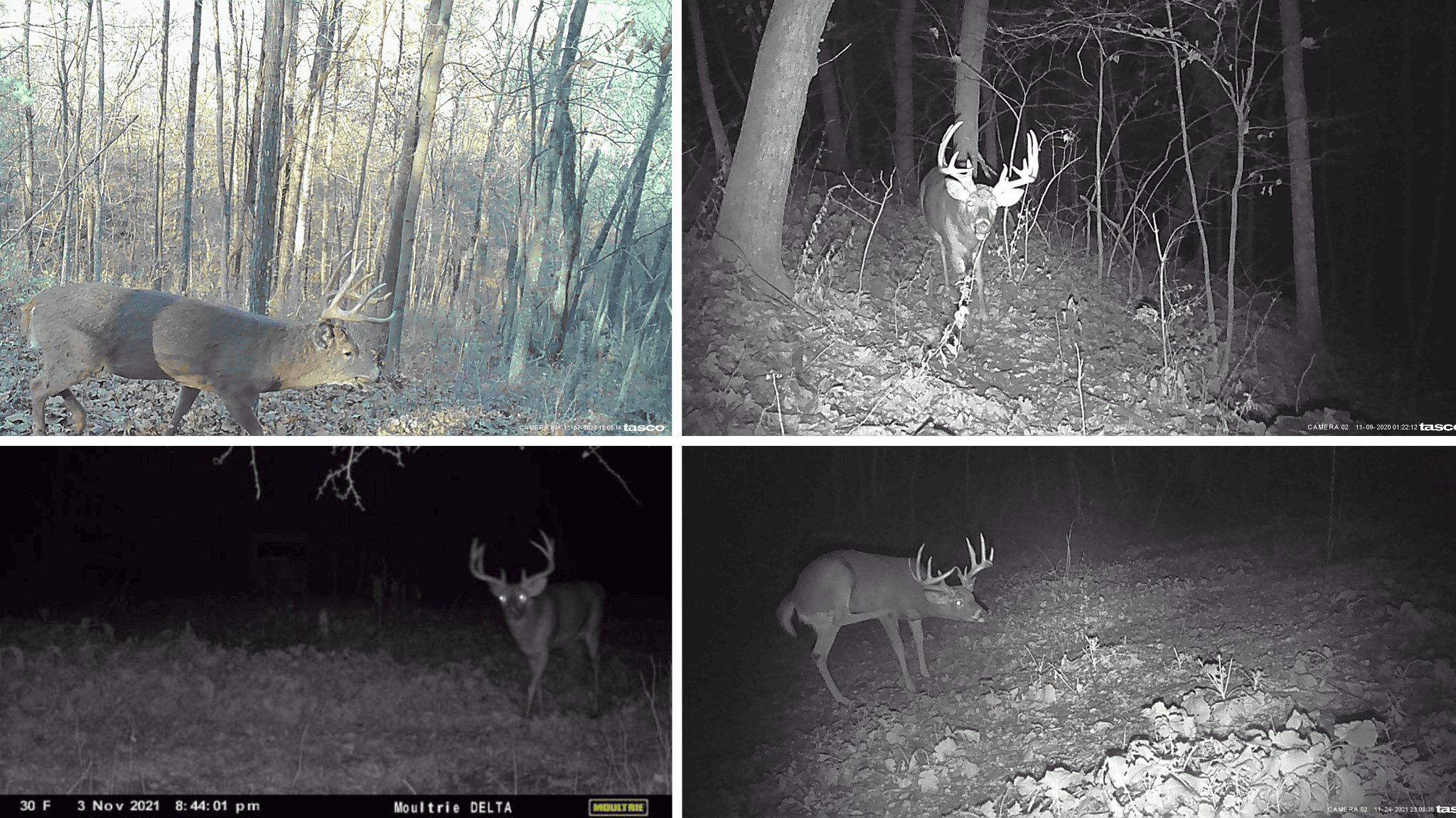 Prime Crawford County Hunting Land with Electric & Legendary Big Buck Potential