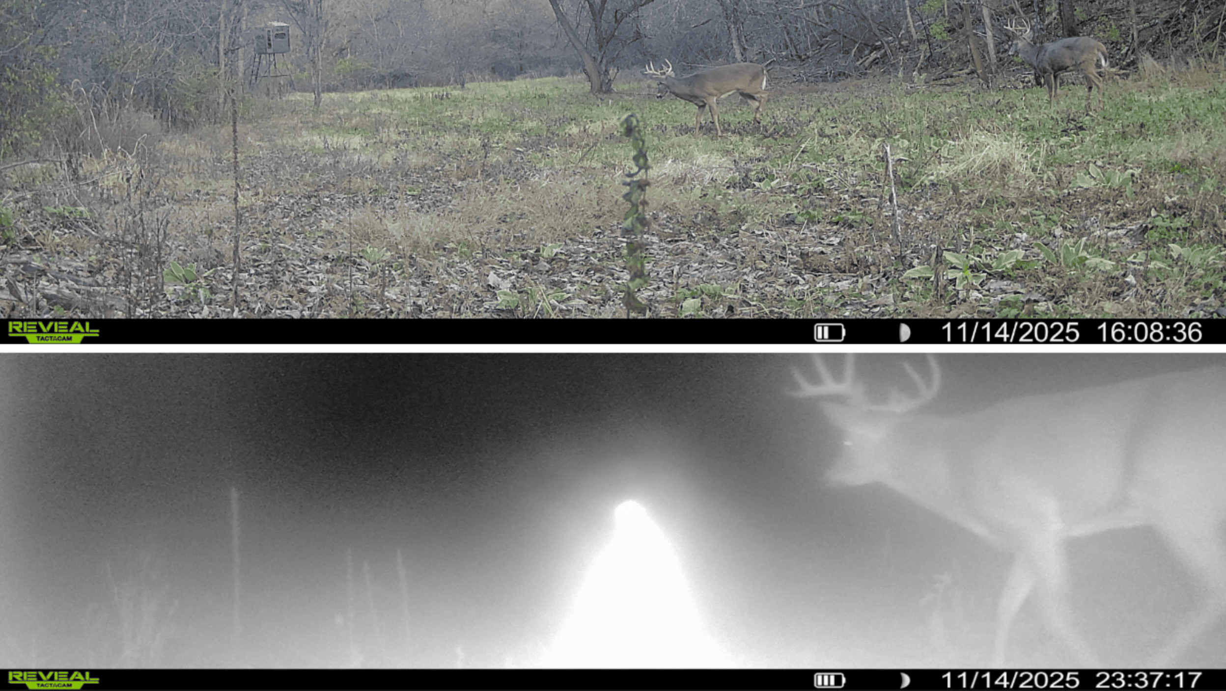 Prime Crawford County Hunting Land with Electric & Legendary Big Buck Potential