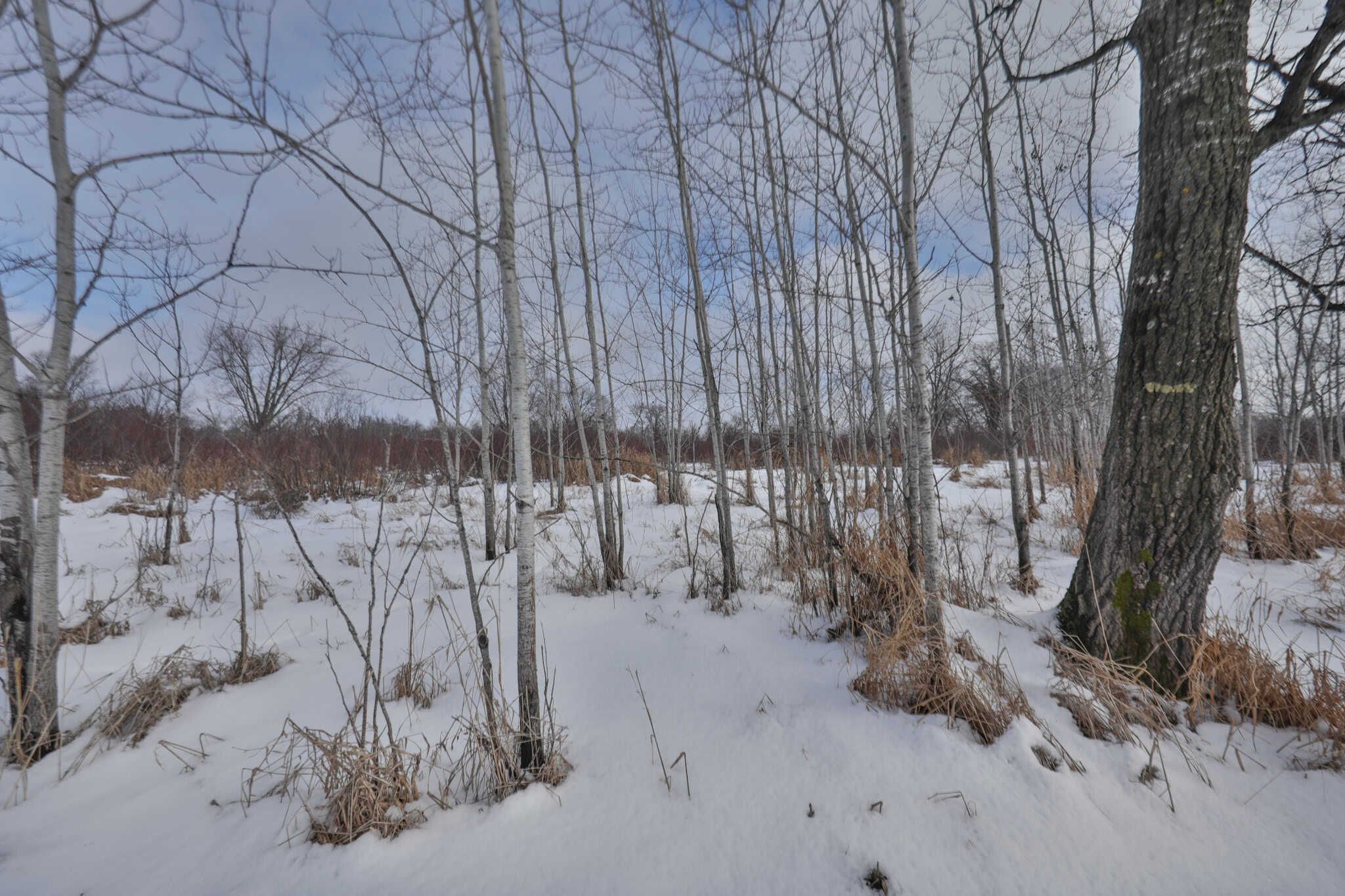 159.54 Acre Adams County property Near Nekoosa, WI