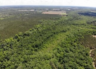 Situated along the scenic Jackson Branch in Allendale Cty is 98+/- acres