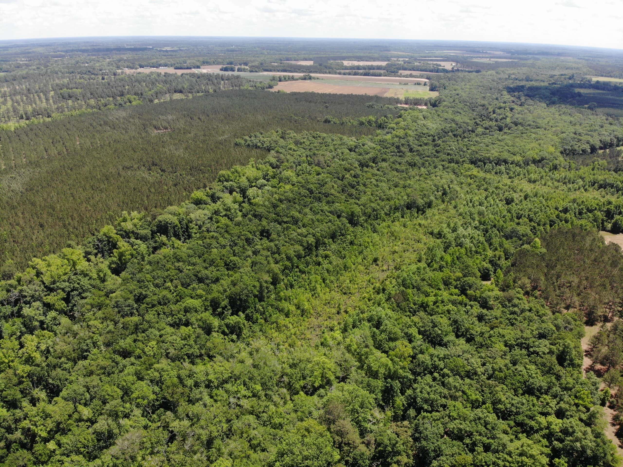 Situated along the scenic Jackson Branch in Allendale Cty is 98+/- acres