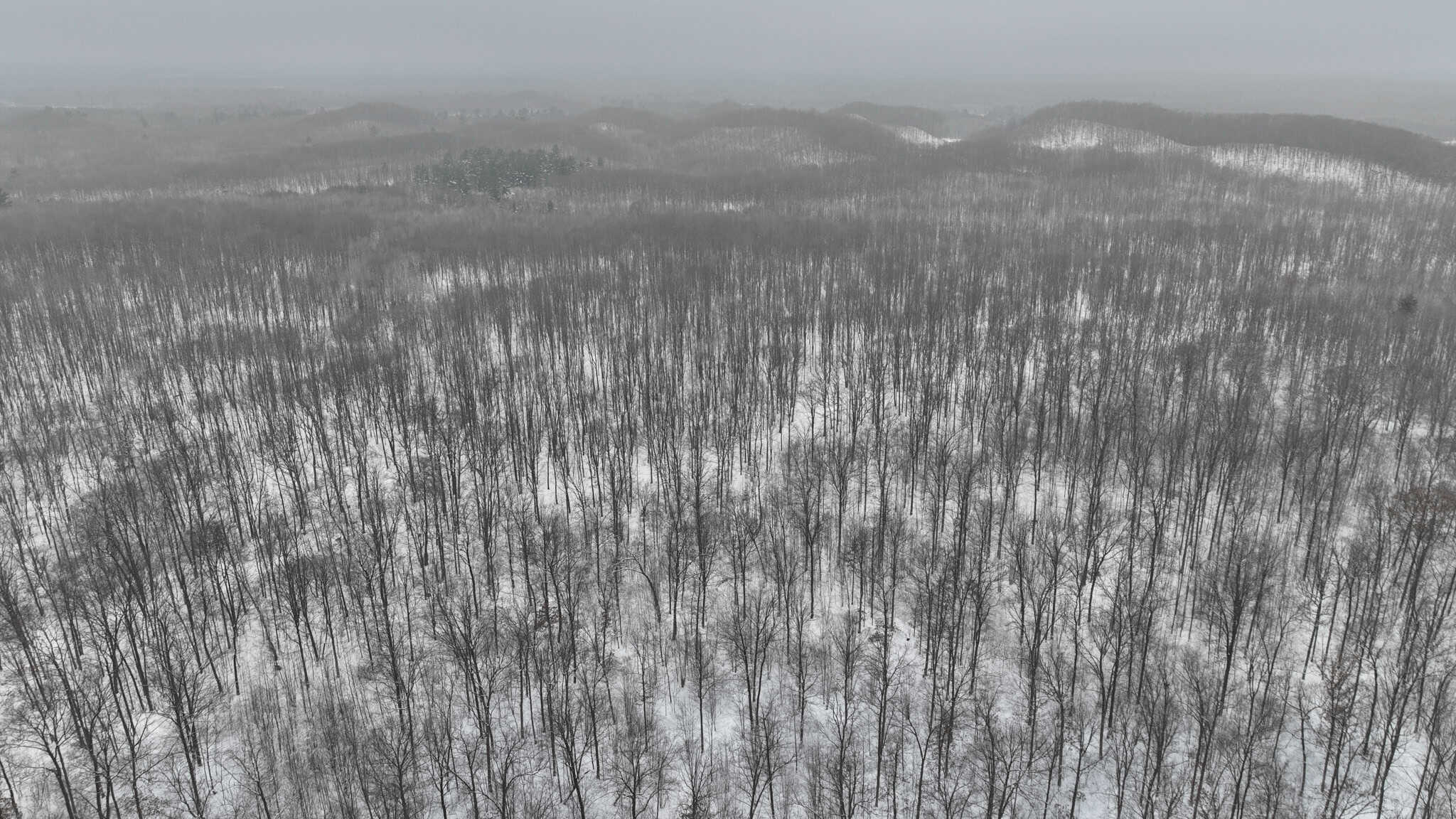Legacy Whitetail Retreat — 65 Acres with New Custom Hunting Cabin off Dead-End Road in Clark County, Wisconsin