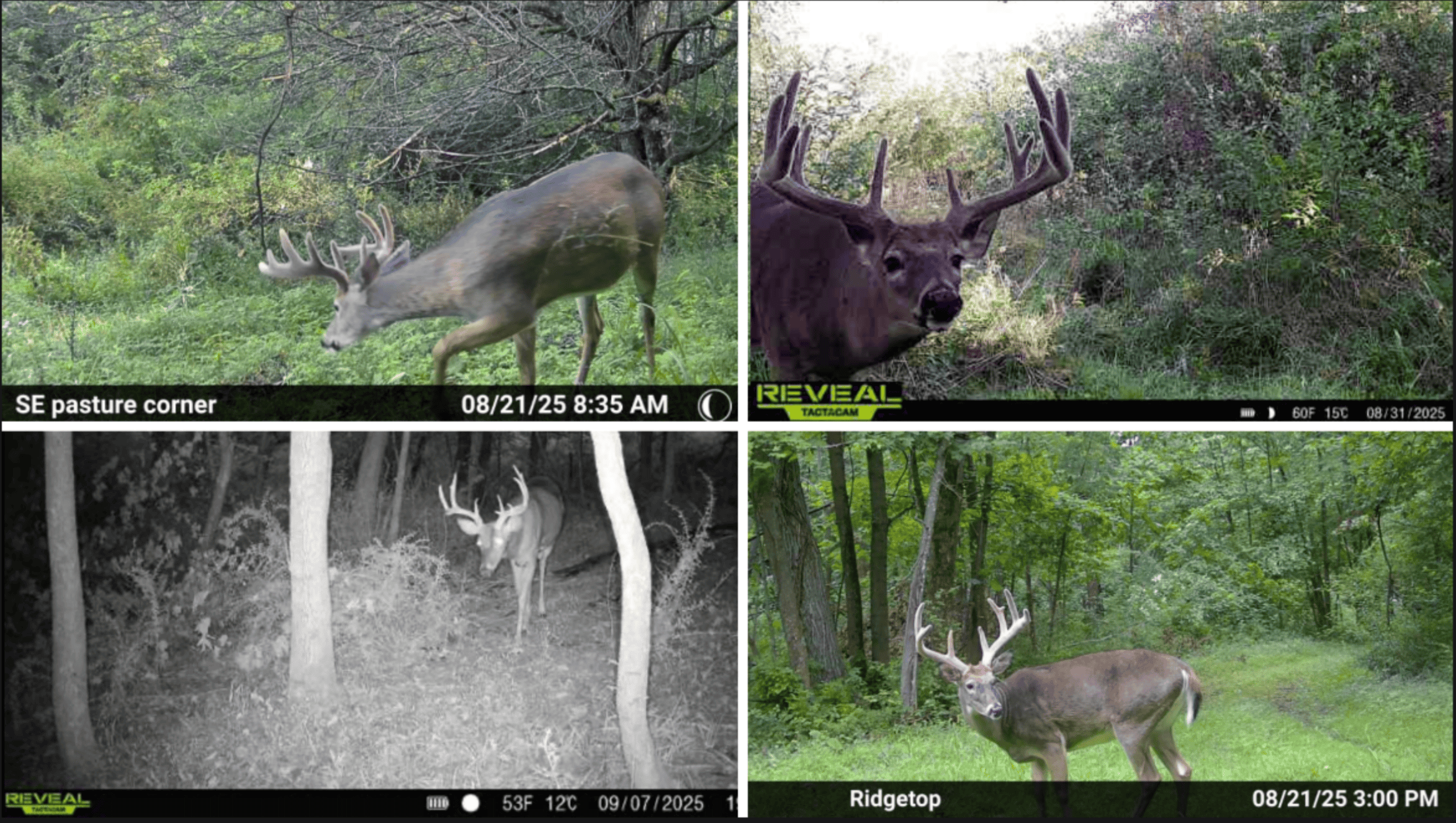 Driftless Trophy Whitetail Legacy Farm – Proven Big Buck Property with Prime Ag & Timber in Richland County, WI