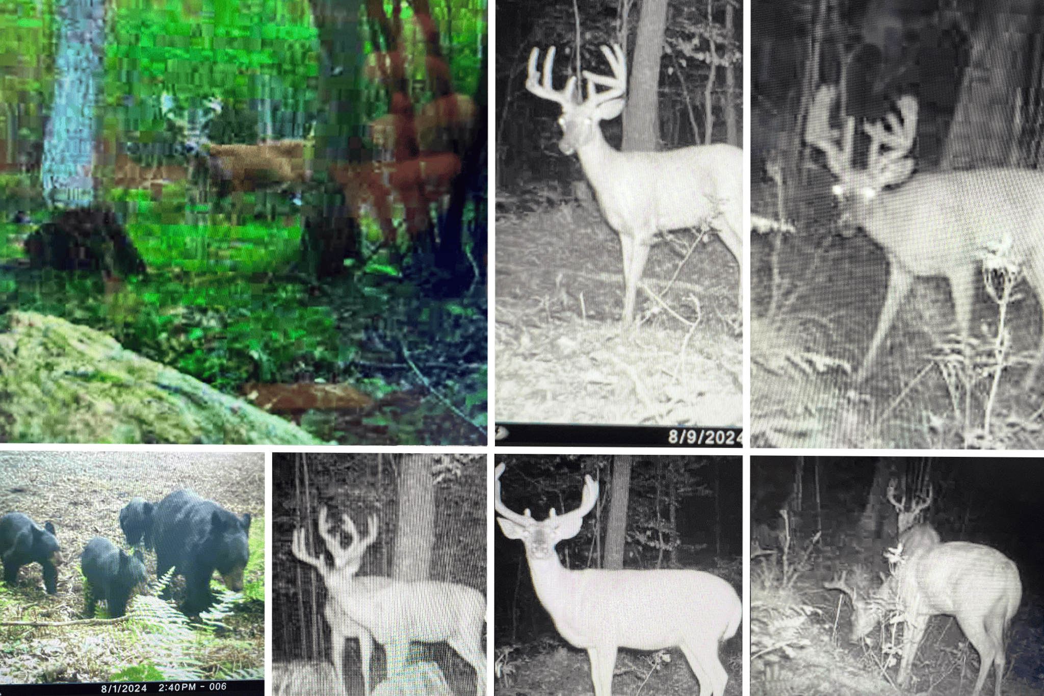 Legacy Whitetail Retreat — 65 Acres with New Custom Hunting Cabin off Dead-End Road in Clark County, Wisconsin