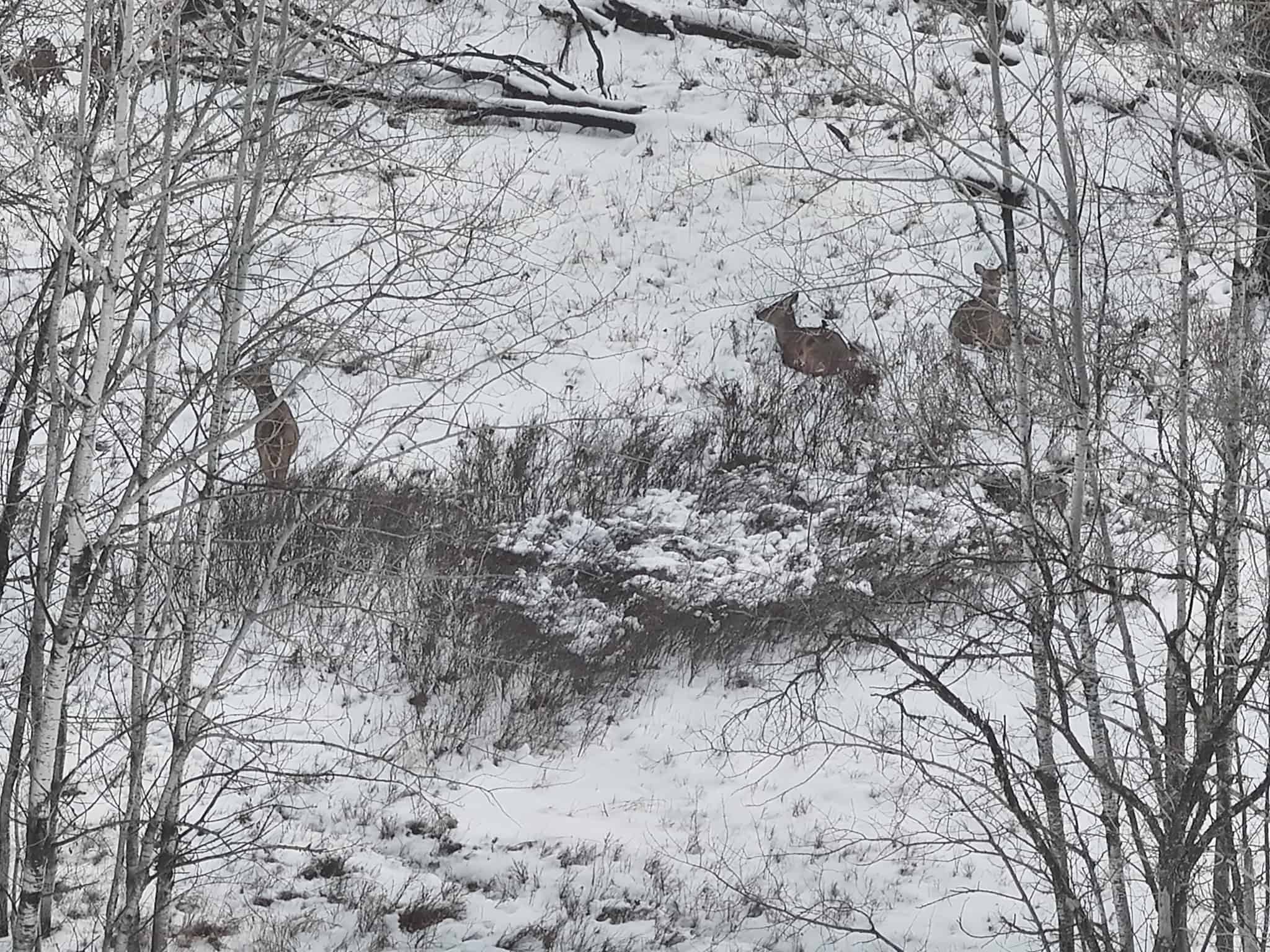 159.54 Acre Adams County property Near Nekoosa, WI