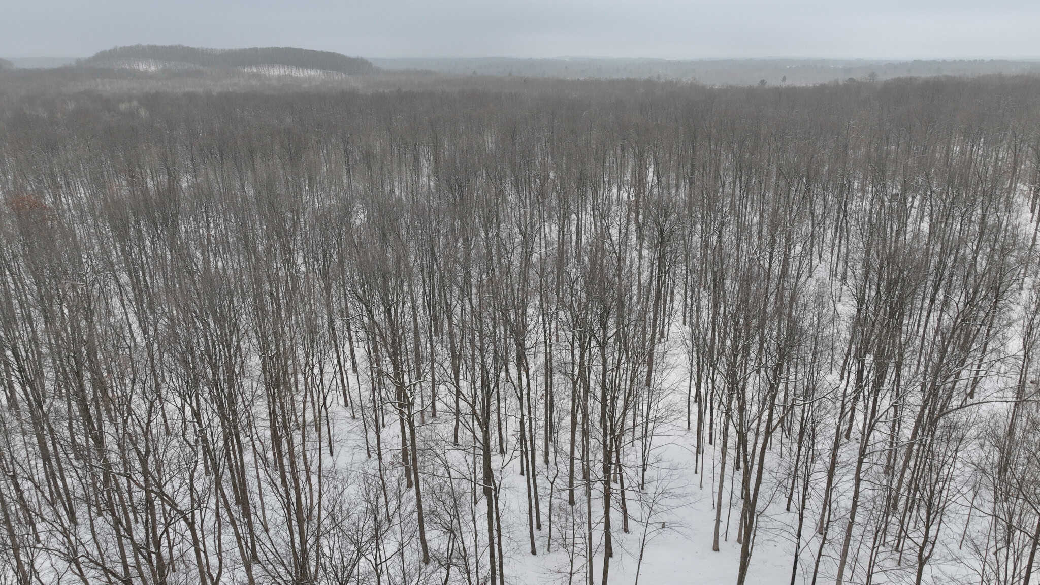 Legacy Whitetail Retreat — 65 Acres with New Custom Hunting Cabin off Dead-End Road in Clark County, Wisconsin