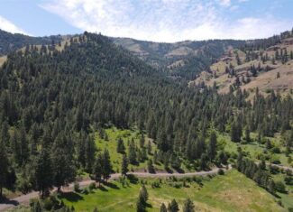 Timbered Hunting & Recreational Paradise in White Bird, ID – Prime Buildable Acreage