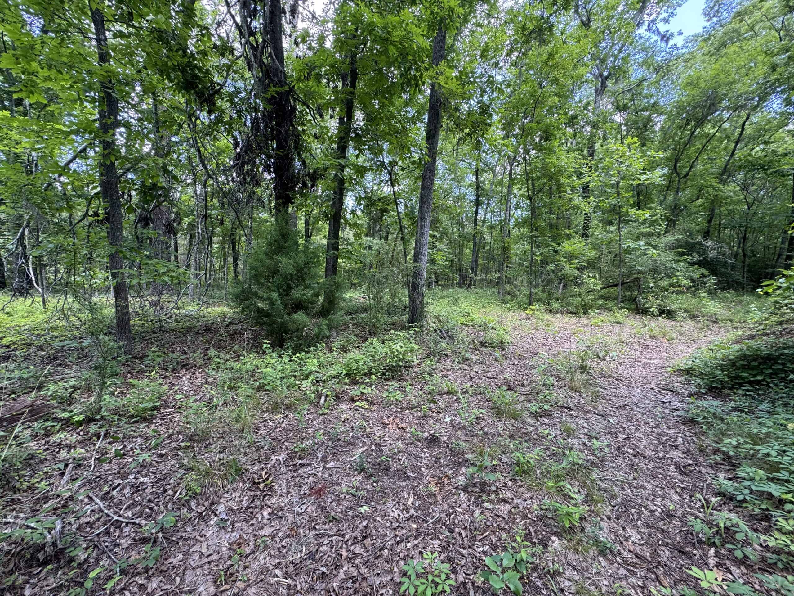 Situated along the scenic Jackson Branch in Allendale Cty is 98+/- acres