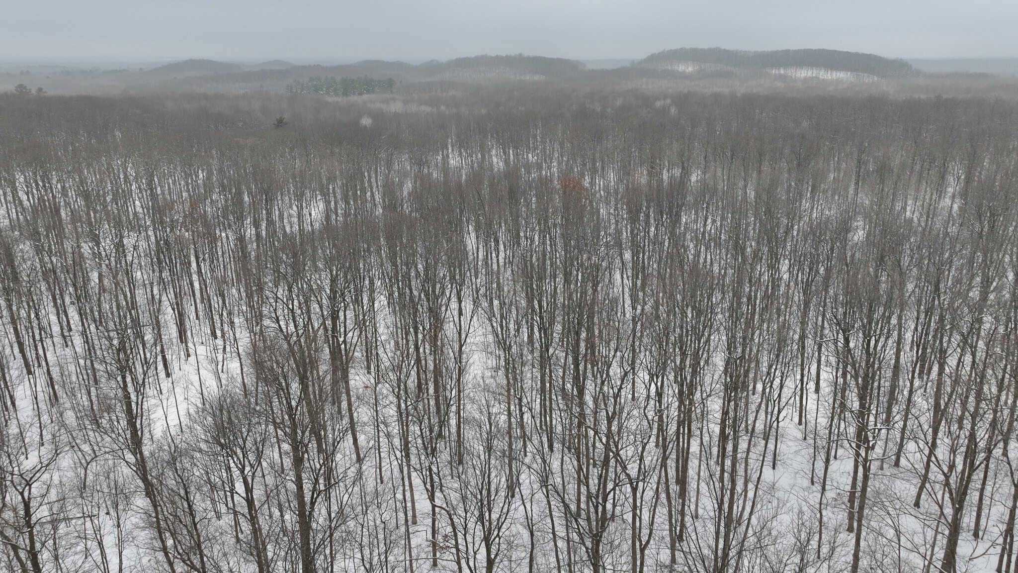 Legacy Whitetail Retreat — 65 Acres with New Custom Hunting Cabin off Dead-End Road in Clark County, Wisconsin