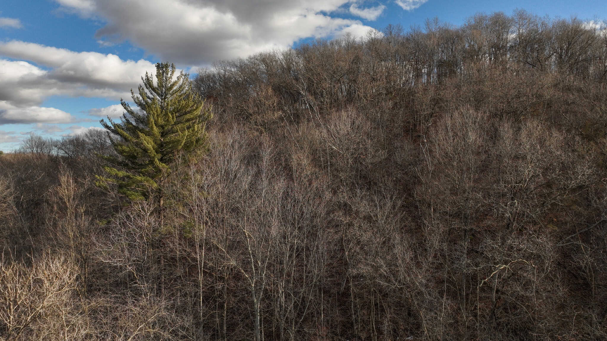 Prime Crawford County Hunting Land with Electric & Legendary Big Buck Potential