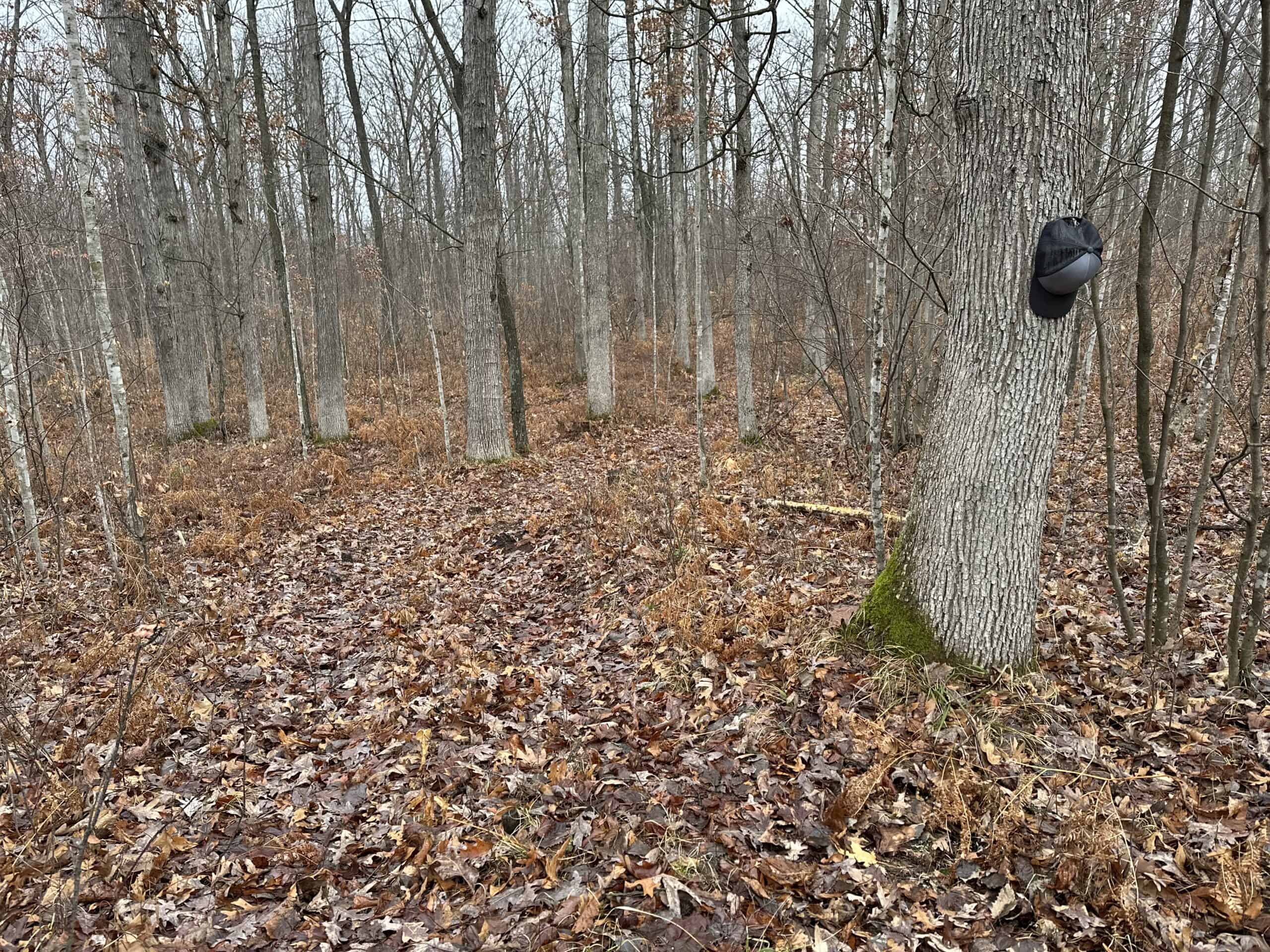 Legacy Whitetail Retreat — 65 Acres with New Custom Hunting Cabin off Dead-End Road in Clark County, Wisconsin