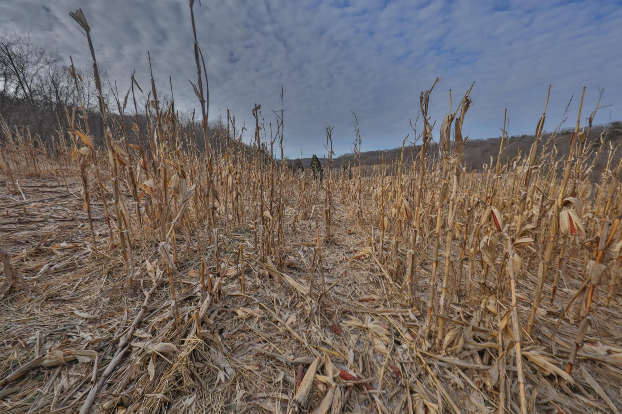 Driftless Trophy Whitetail Legacy Farm – Proven Big Buck Property with Prime Ag & Timber in Richland County, WI