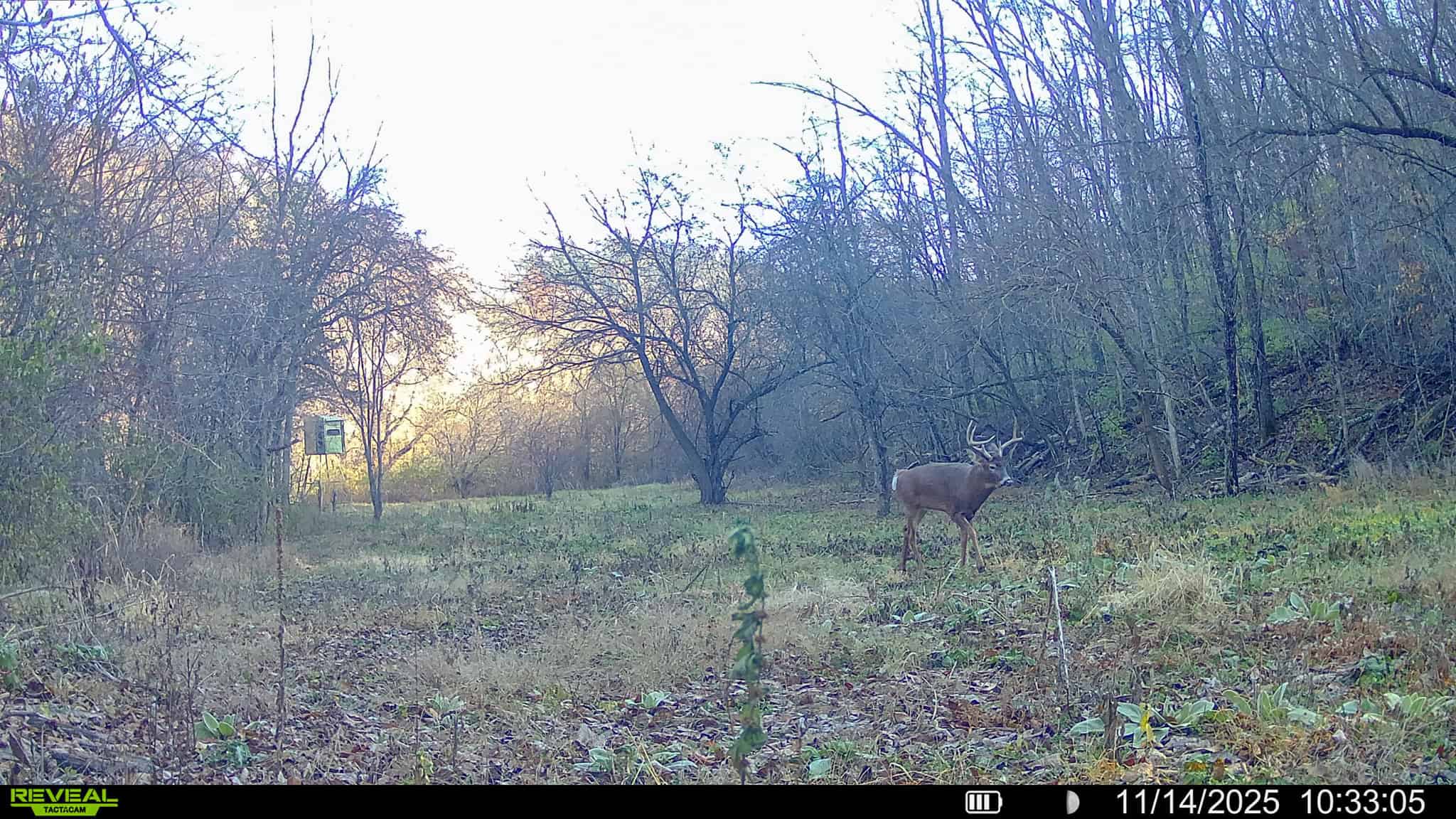 Prime Crawford County Hunting Land with Electric & Legendary Big Buck Potential
