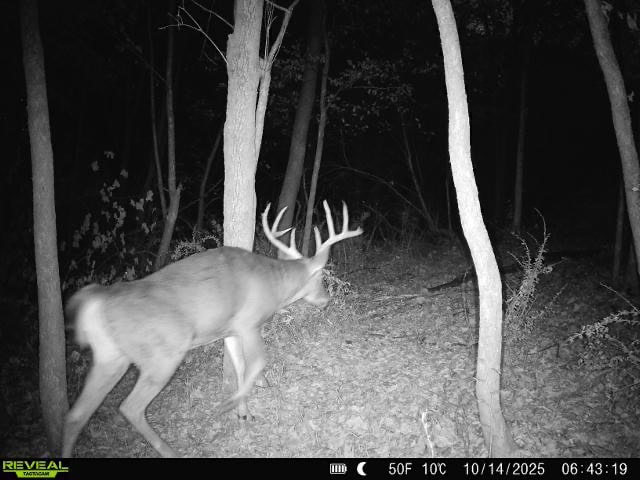 Driftless Trophy Whitetail Legacy Farm – Proven Big Buck Property with Prime Ag & Timber in Richland County, WI