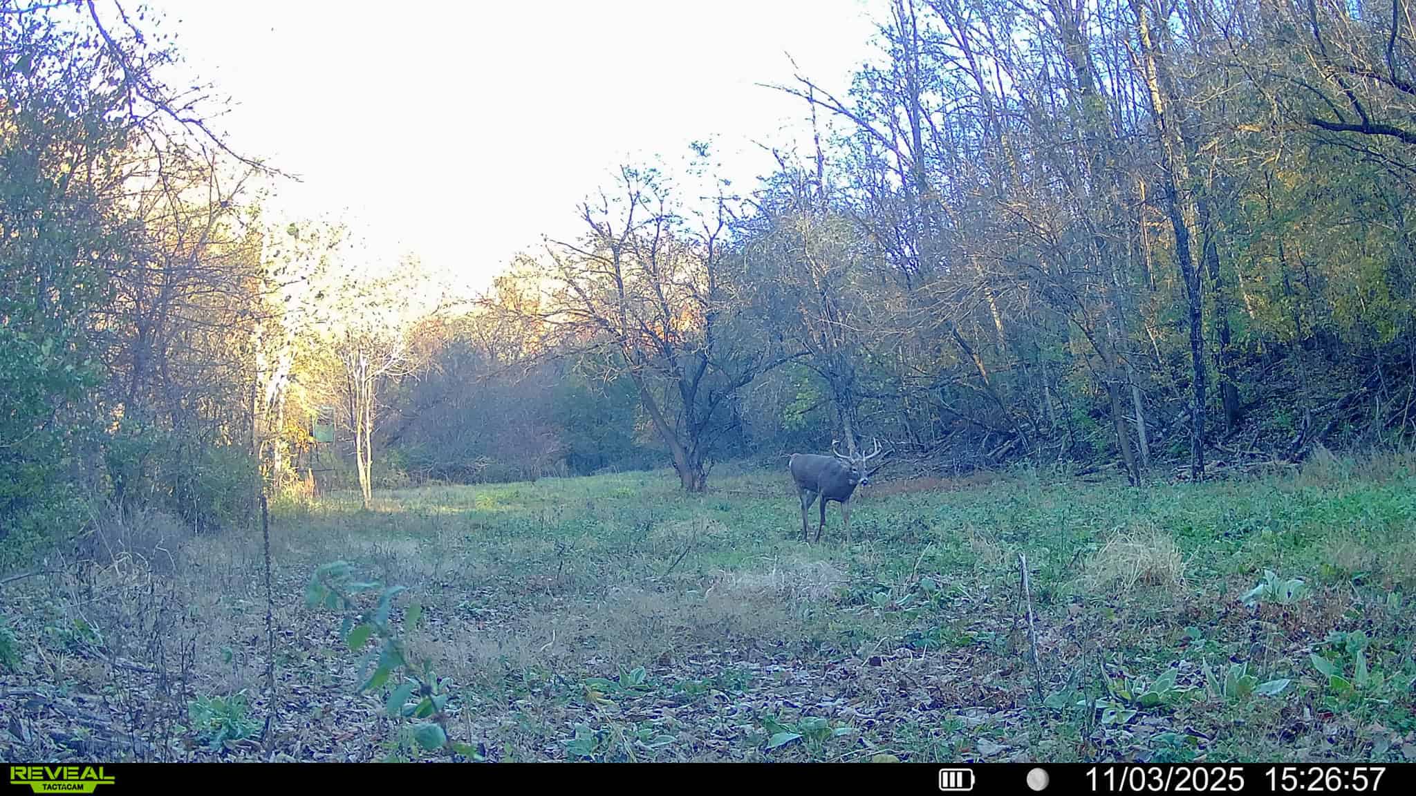 Prime Crawford County Hunting Land with Electric & Legendary Big Buck Potential